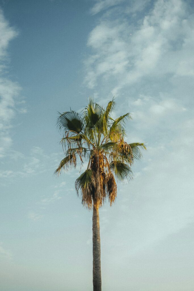 Palmera Costa del sol Palmera Costa del sol